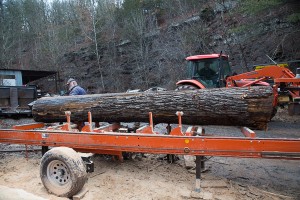 Sawing Red Oak   